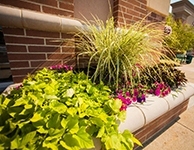 landscapePlants